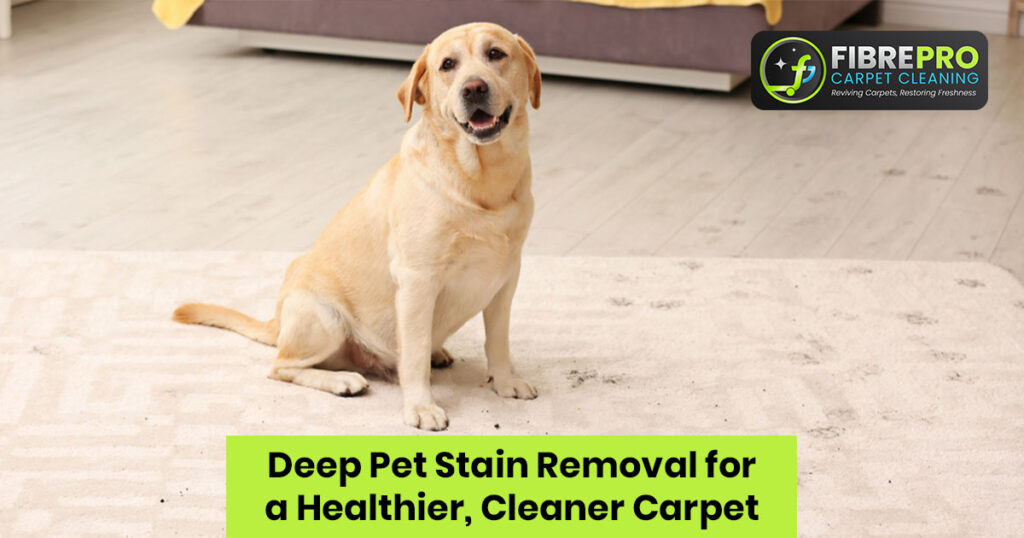 Deep Pet Stain Removal for Cleaner Carpets