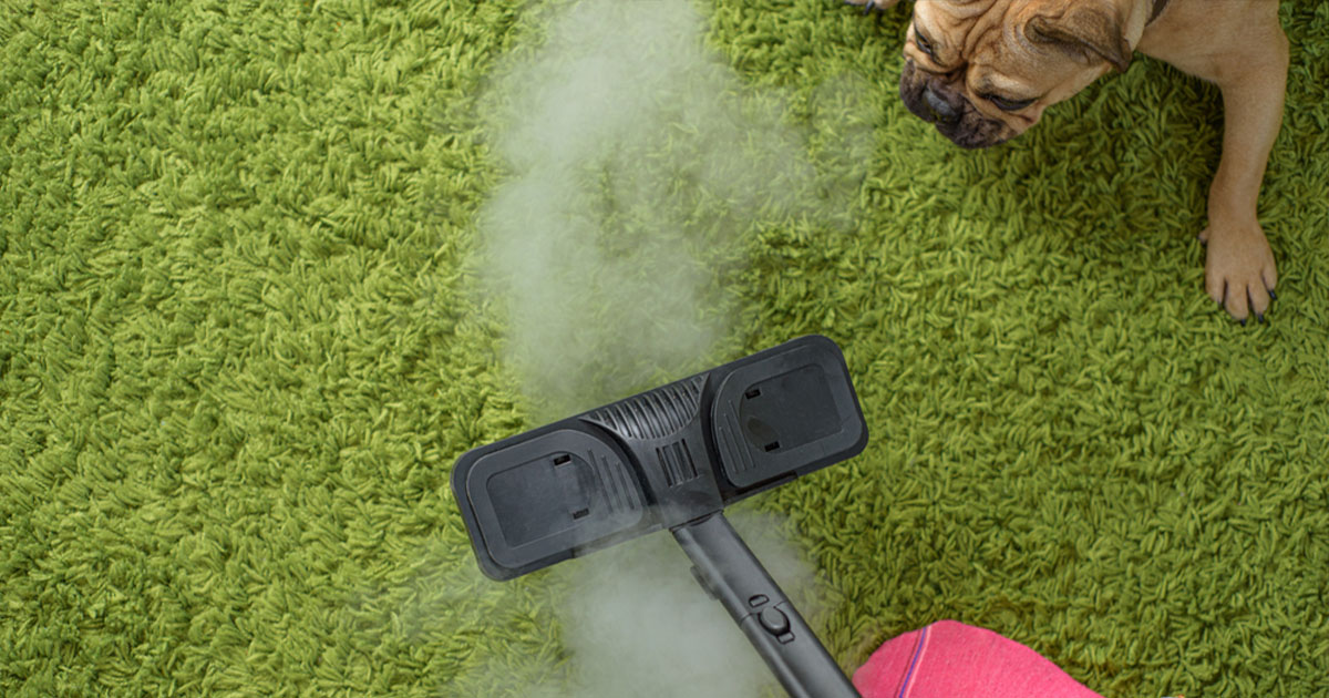Pet Stain Removal