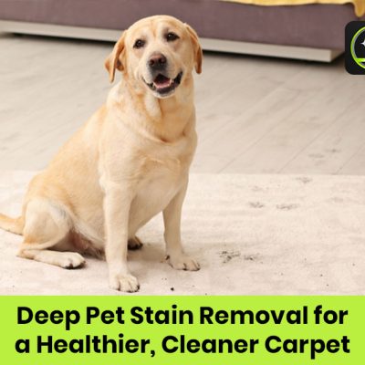 Deep Pet Stain Removal for Cleaner Carpets